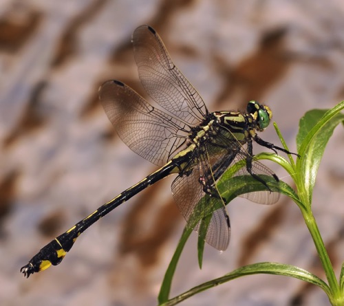 Male
2014_05_24_Floyd